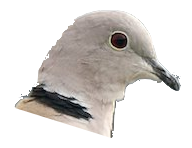 :collared_dove: